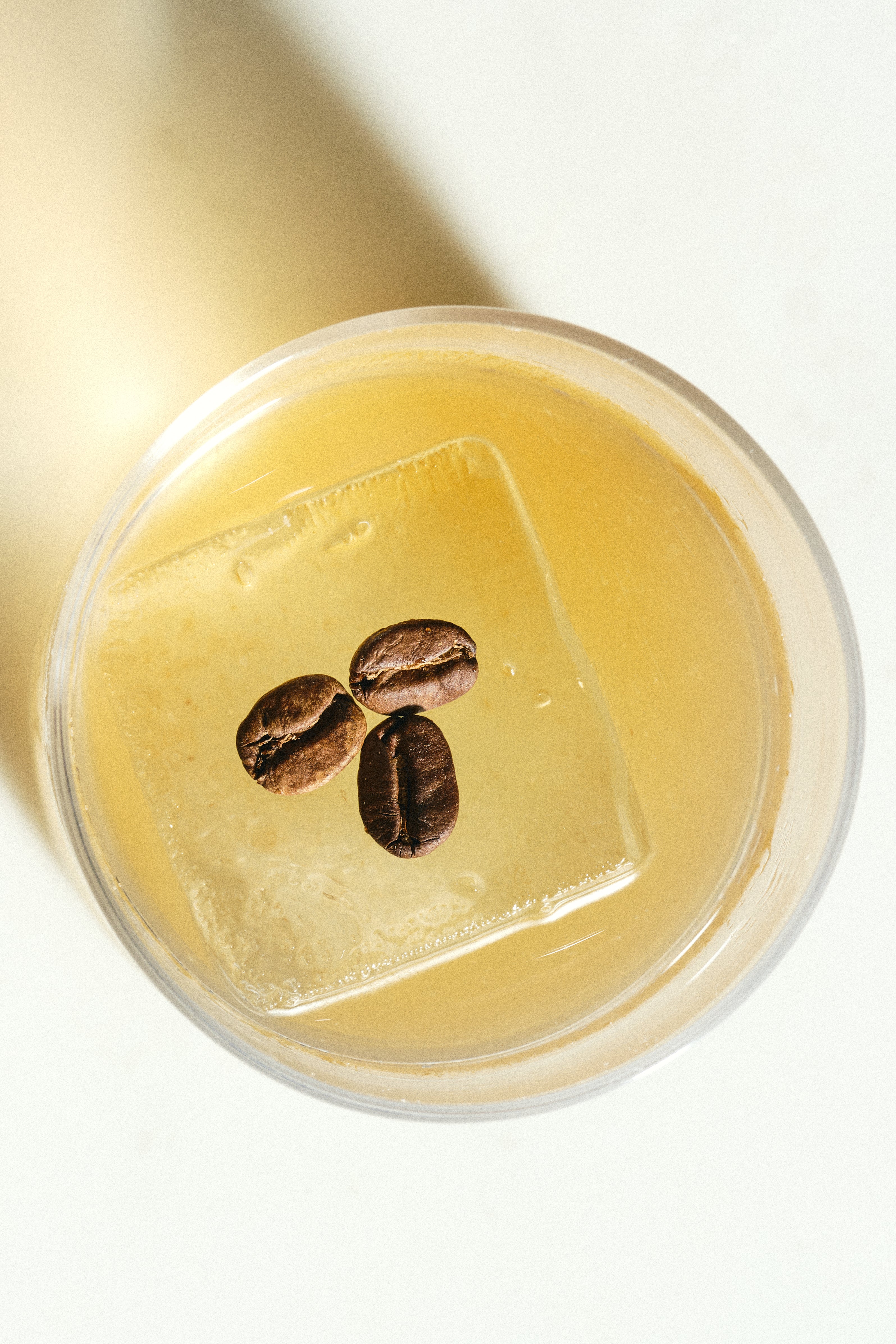 Kombucha Cítríca